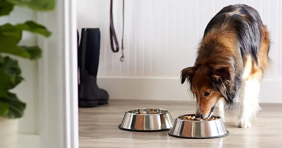 Pet Feeding & Drinking